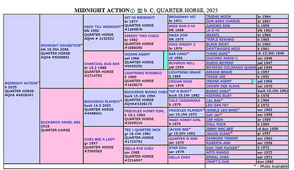 all-around-quarter-horse