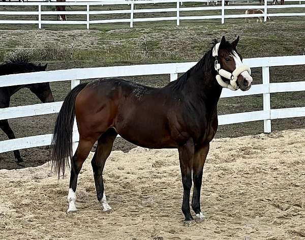 bay-white-nose-horse
