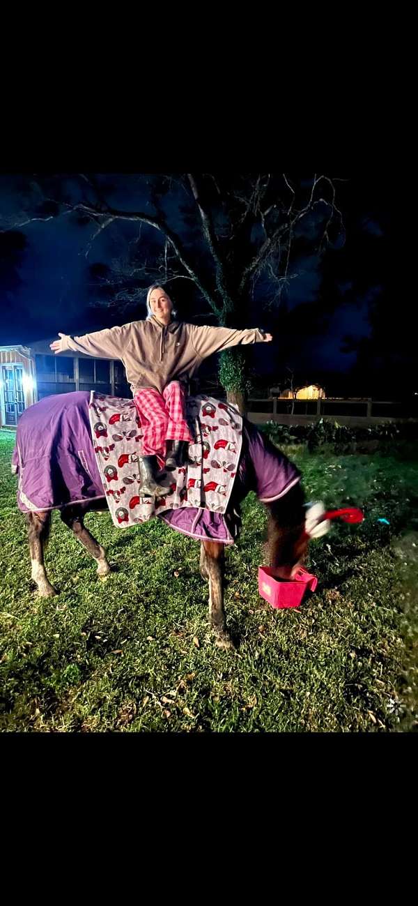 all-thoroughbred-horse