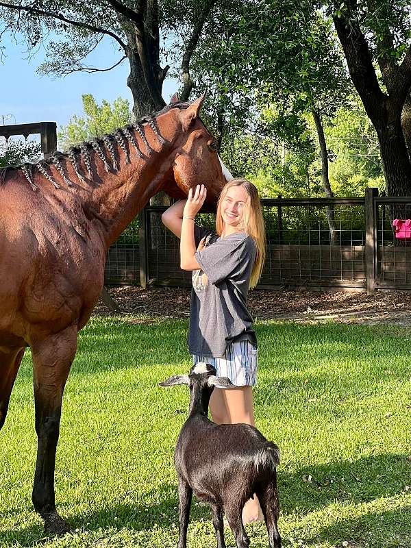 bay-gelding-thoroughbred-horse