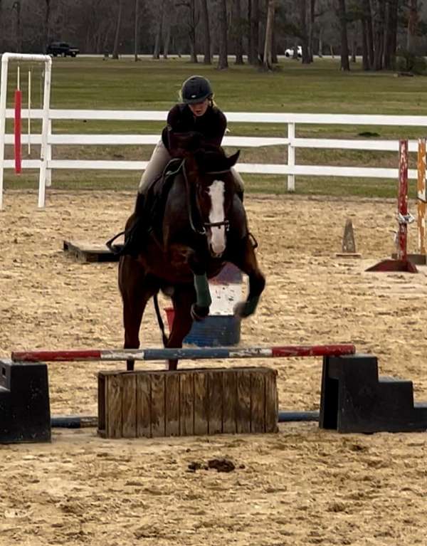 bay-thoroughbred-horse