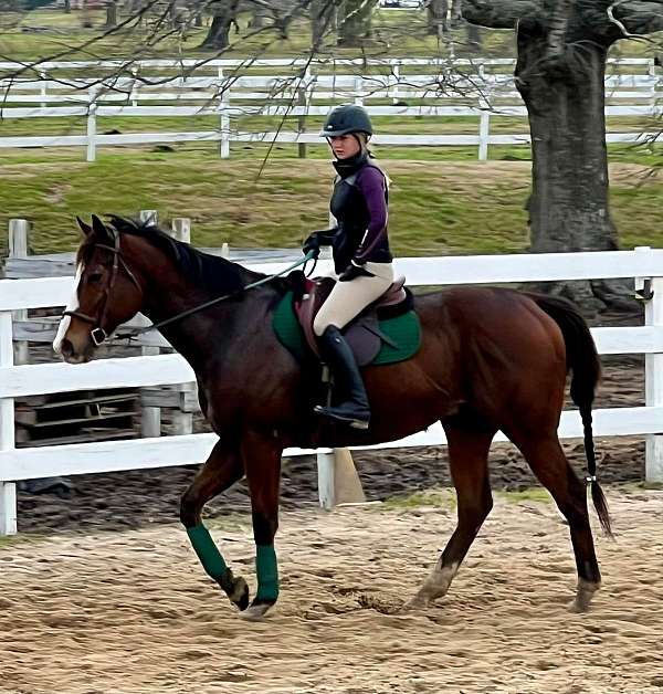 beginner-horse-thoroughbred