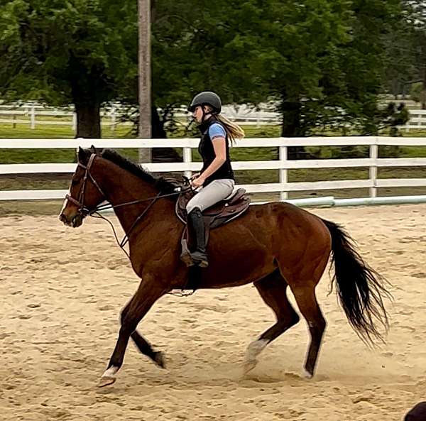 beginner-novice-thoroughbred-horse