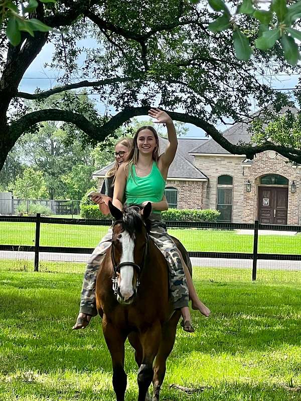 beginner-safe-kid-pony-thoroughbred-horse
