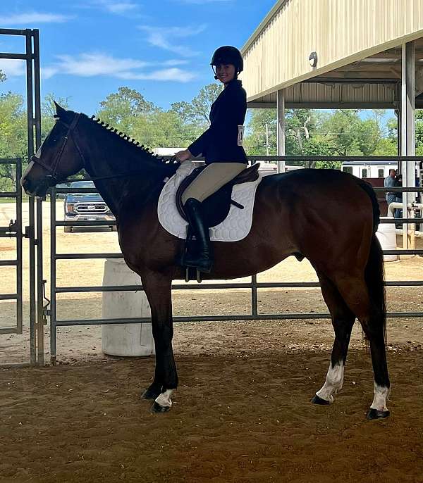 beginner-safe-thoroughbred-horse