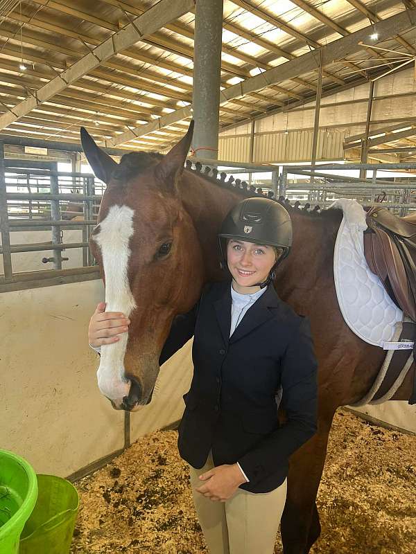 college-thoroughbred-horse