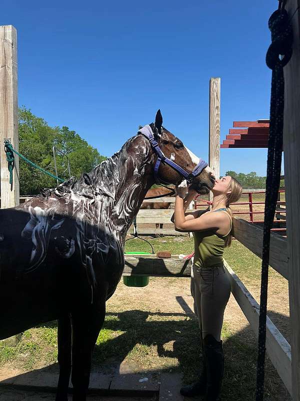 date-thoroughbred-horse