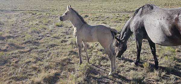 on-site-filly