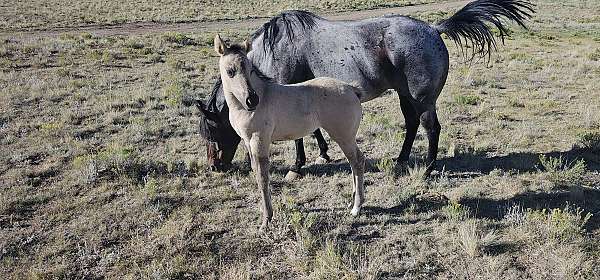 rare-filly