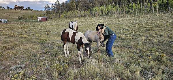 roan-horse