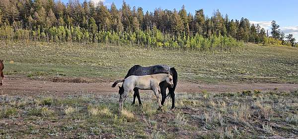 grulla-roan-horse