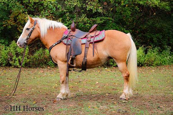 all-around-haflinger-horse