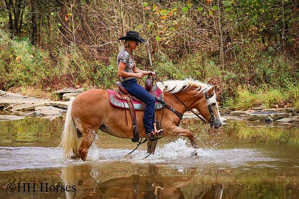 athletic-haflinger-horse