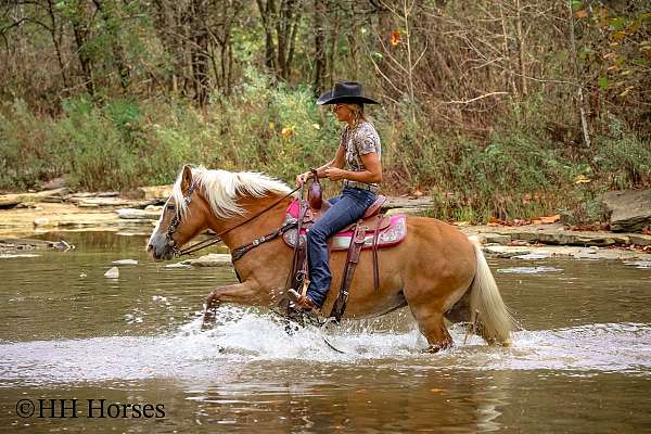 beginner-haflinger-horse