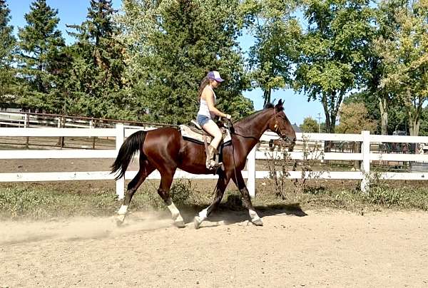 4-white-socks-a-blaze-horse