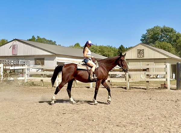 bay-4-white-socks-a-blaze-horse
