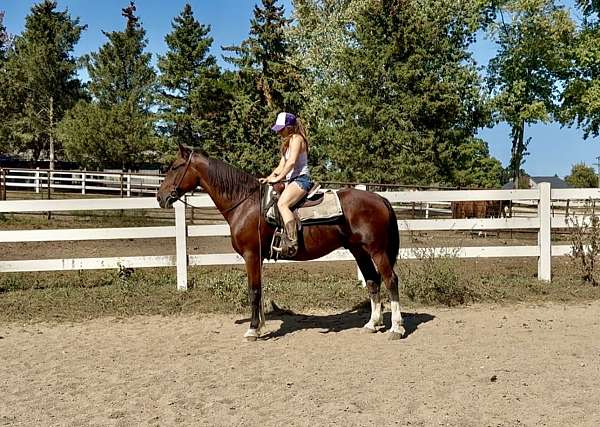 all-around-dutch-warmblood-horse