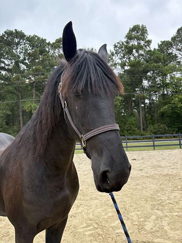 17-hand-friesian-gelding