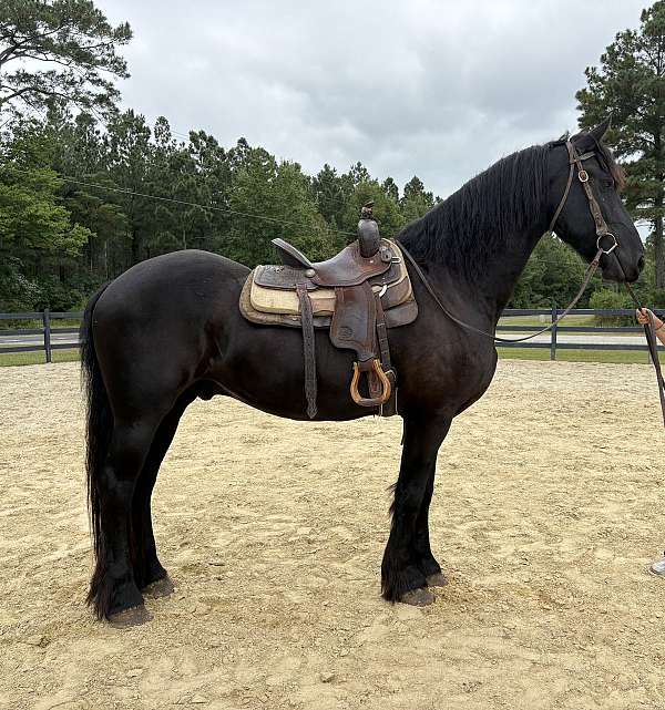 black-friesian-gelding