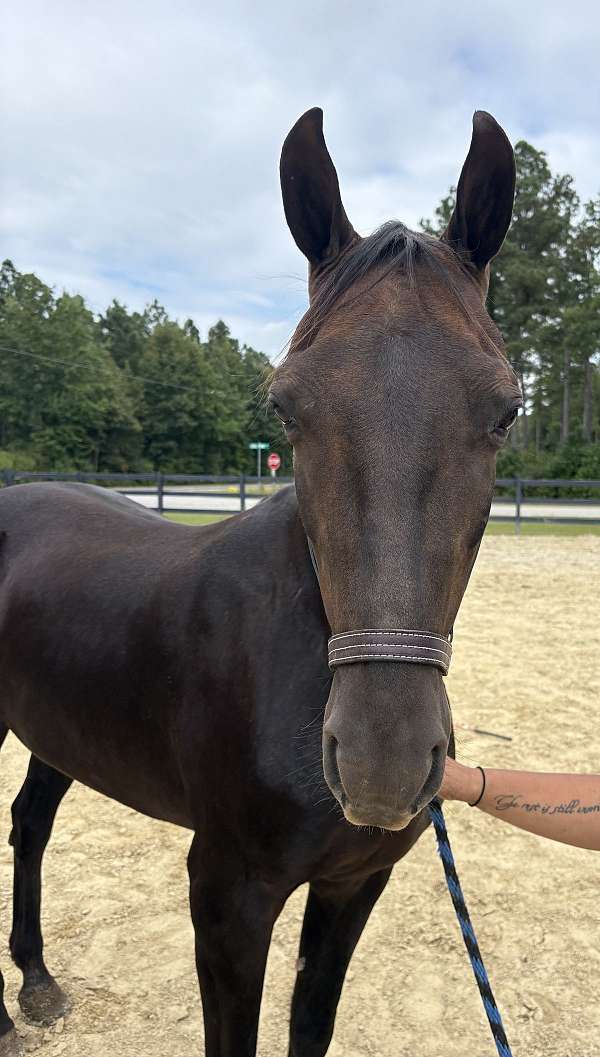 15-hand-morgan-mare