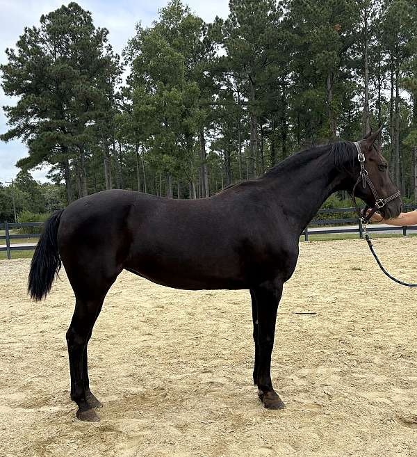 black-mare-for-sale