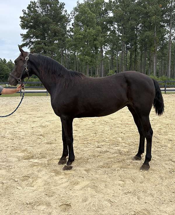 black-morgan-mare