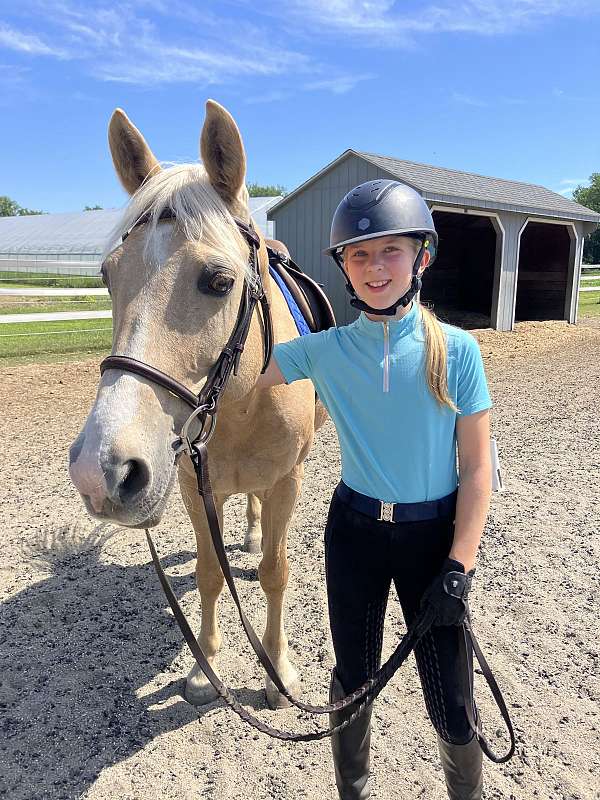 beginner-palomino-rocky-mountain-horse