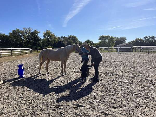 jumping-palomino-rocky-mountain-horse