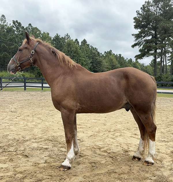 sorrel-gelding-for-sale