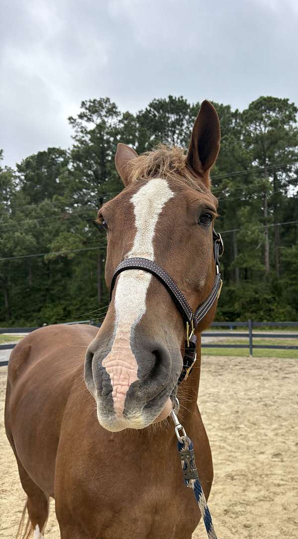 16-hand-draft-gelding
