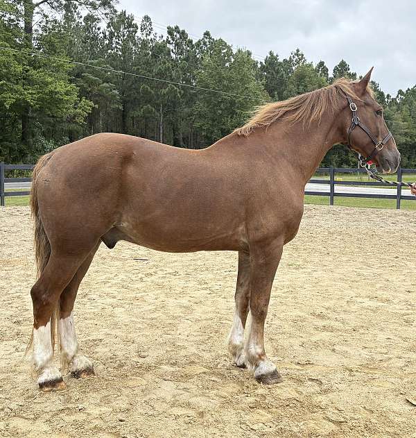 sorrel-draft-gelding