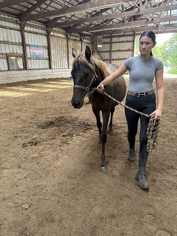 smokey-black-thoroughbred-for-sale