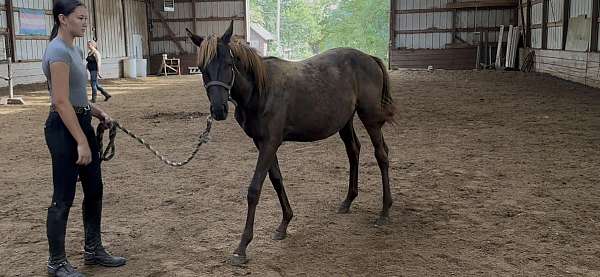 smokey-black-thoroughbred-horse