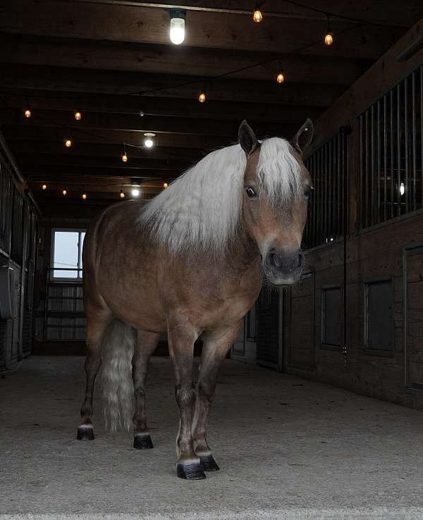buckskin-dapple-horse
