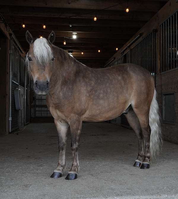 all-around-pony