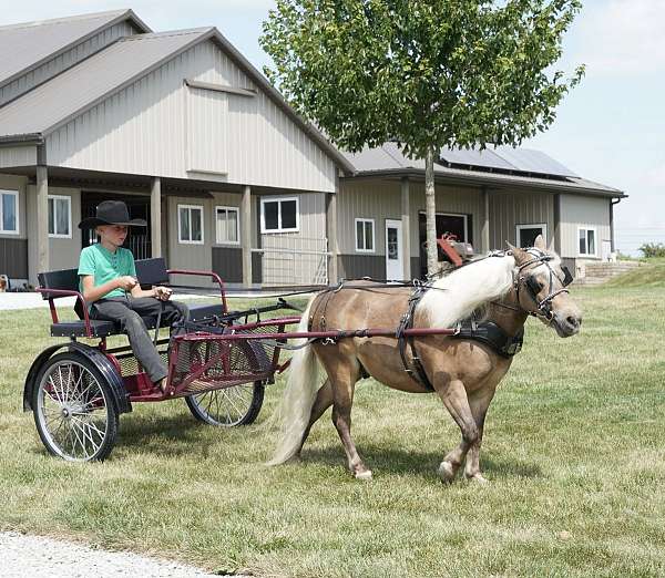 driving-pony
