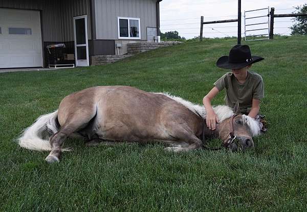 jumping-pony