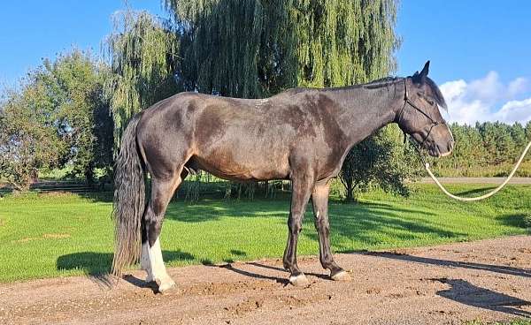 all-around-mustang-horse
