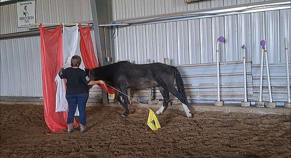 cross-mustang-horse