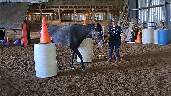 natural-horsemanship-training-mustang-horse