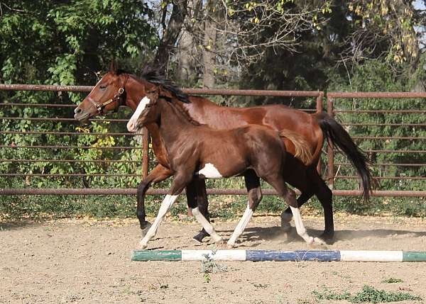 4-white-stockings-belly-spot-blaze-horse