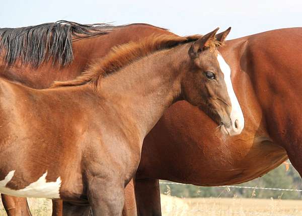 bling-warmblood-horse