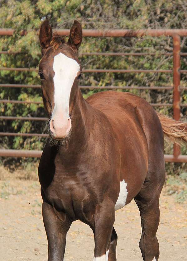 chestnut-4-white-stockings-belly-spot-blaze-horse