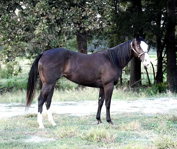 black-gene-filly