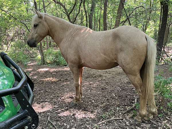 stripe-sock-right-rear-horse