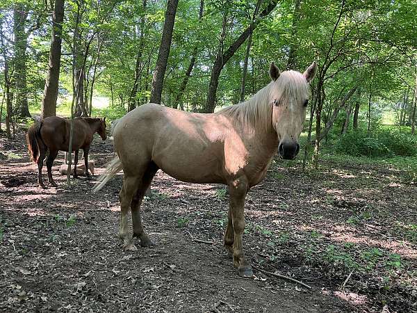 palomino-stripe-sock-right-rear-horse
