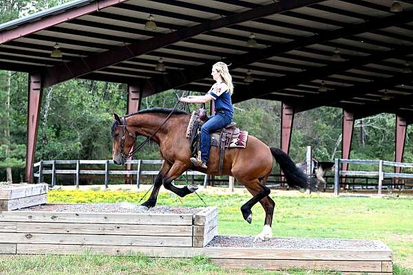 bay-draft-horse