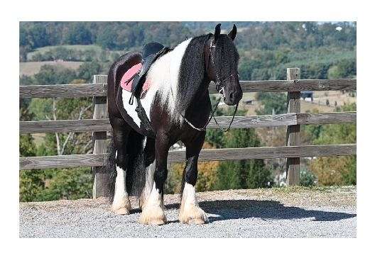 15-hand-gypsy-vanner-pony