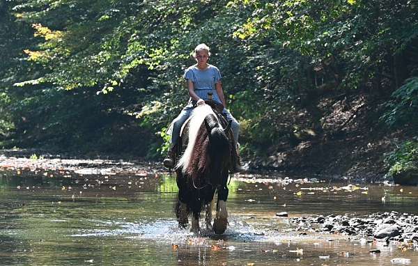 all-around-gypsy-vanner-pony