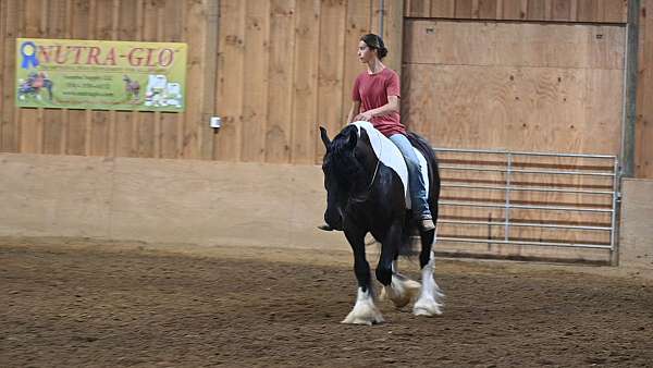 beginner-gypsy-vanner-pony